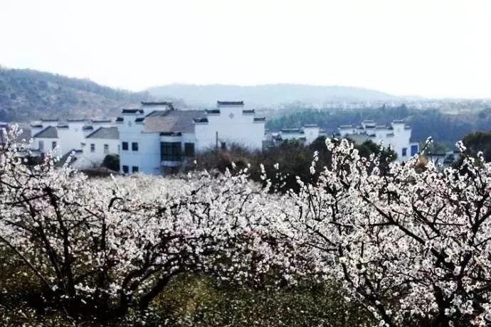 重庆金佛山开出一片冰花花海